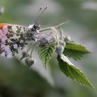 Aurorafalter (Anthocharis cardamines)