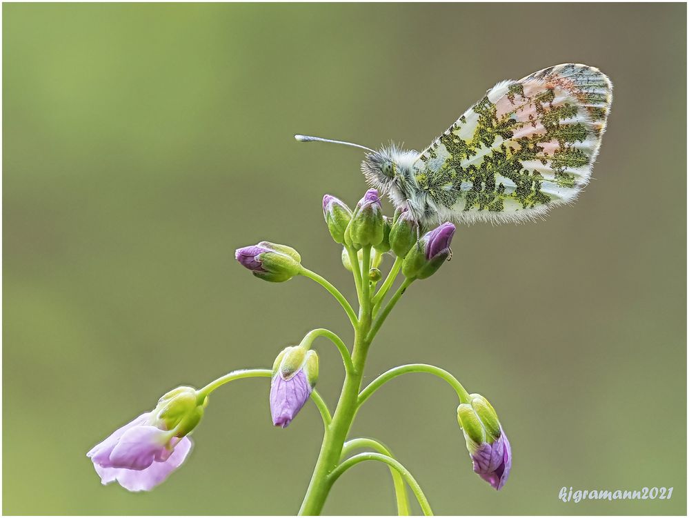 aurorafalter (anthocharis cardamines) ....