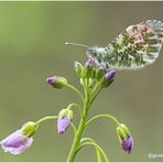 aurorafalter (anthocharis cardamines) ....