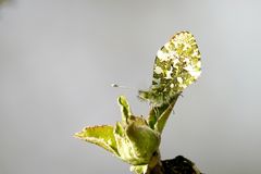 Aurorafalter (Anthocharis cardamines) 