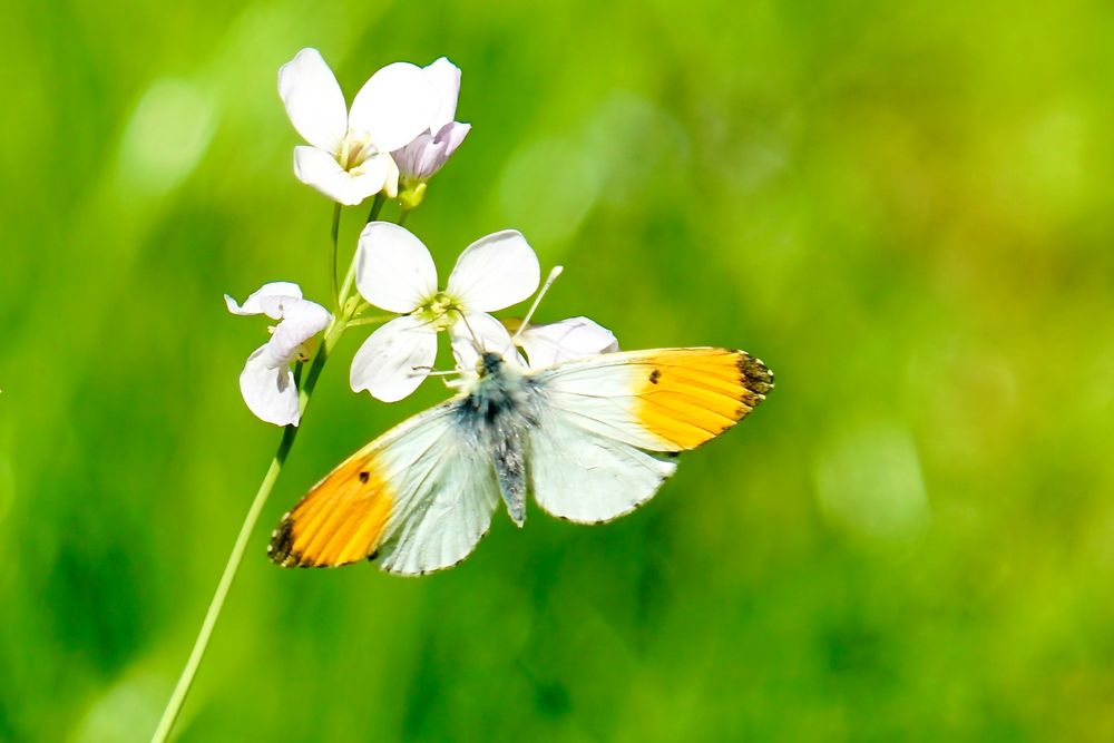 Aurorafalter (Anthocharis cardamines)