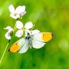 Aurorafalter (Anthocharis cardamines)