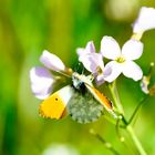 Aurorafalter (Anthocharis cardamines)