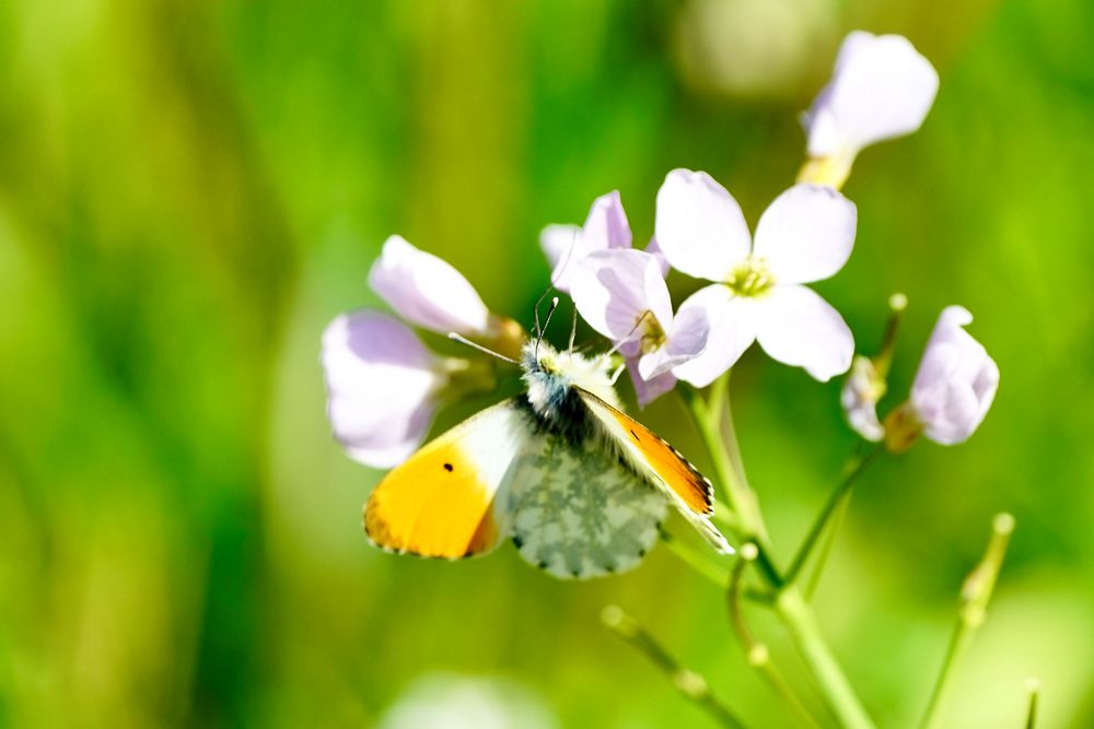 Aurorafalter (Anthocharis cardamines)