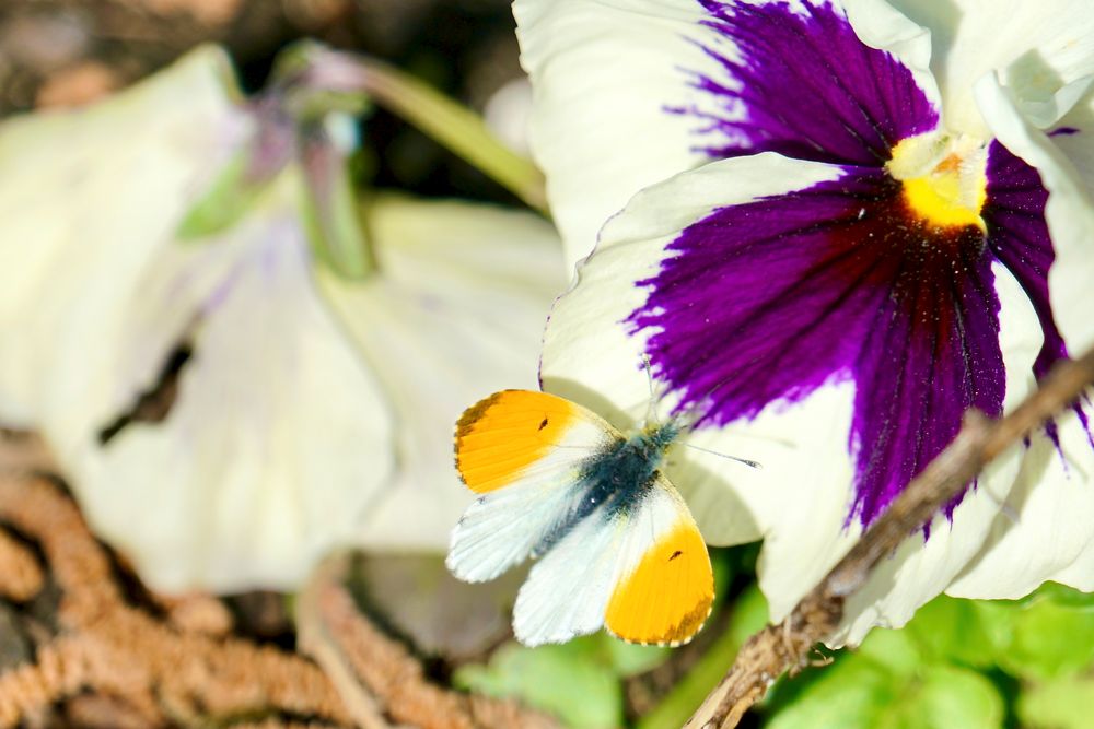 Aurorafalter (Anthocharis cardamines)