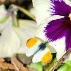 Aurorafalter (Anthocharis cardamines)