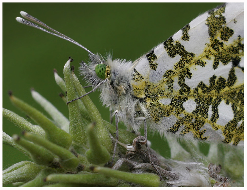 Aurorafalter - anthocharis cardamines -