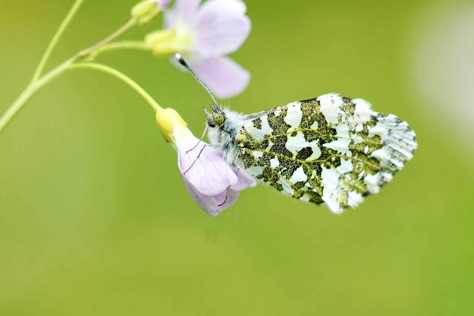 Aurorafalter (Anthocharis cardamines) 