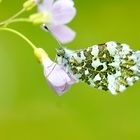 Aurorafalter (Anthocharis cardamines) 