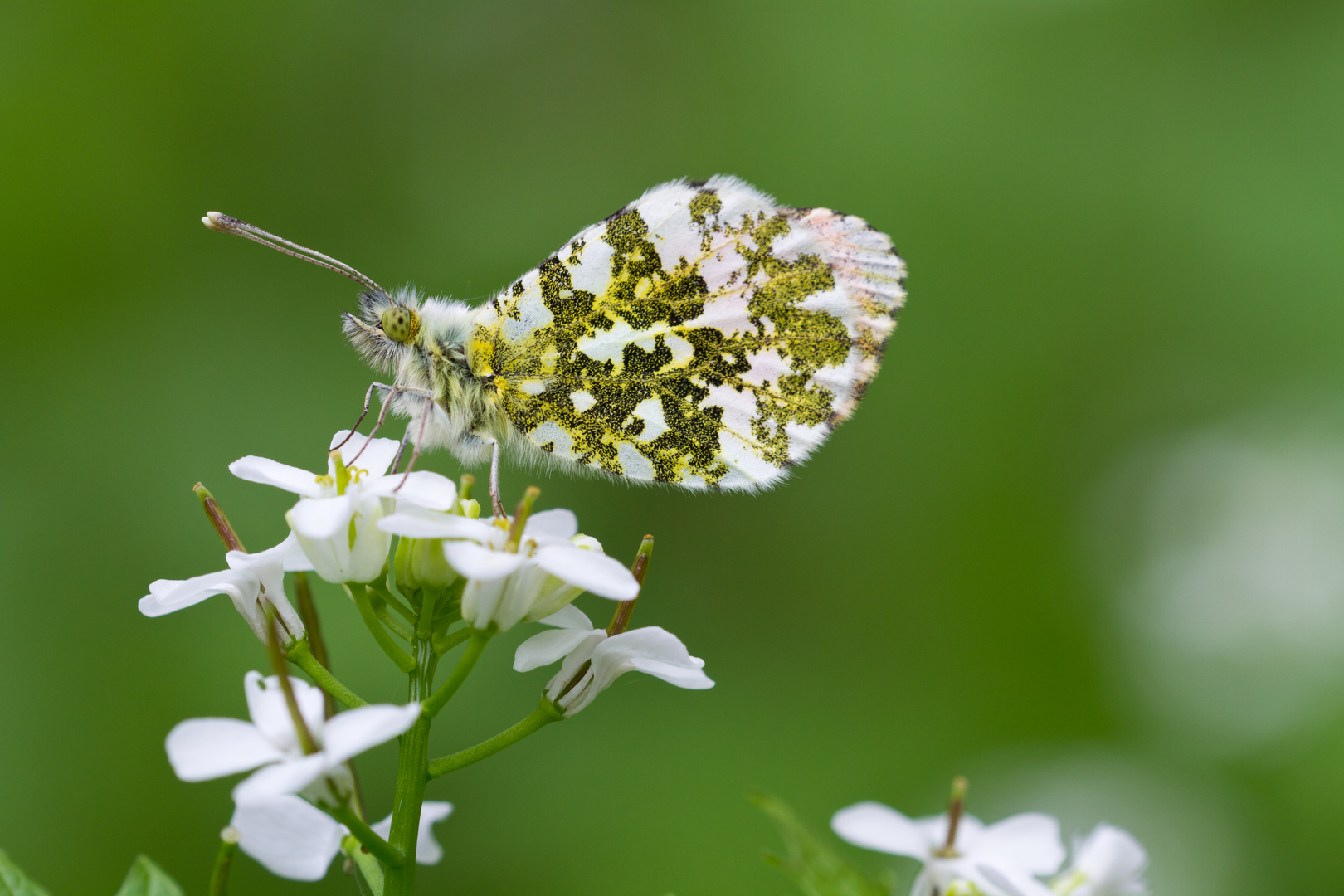 Aurorafalter (Anthocharis cardamines)