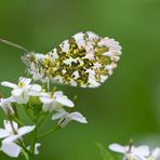 Aurorafalter (Anthocharis cardamines)