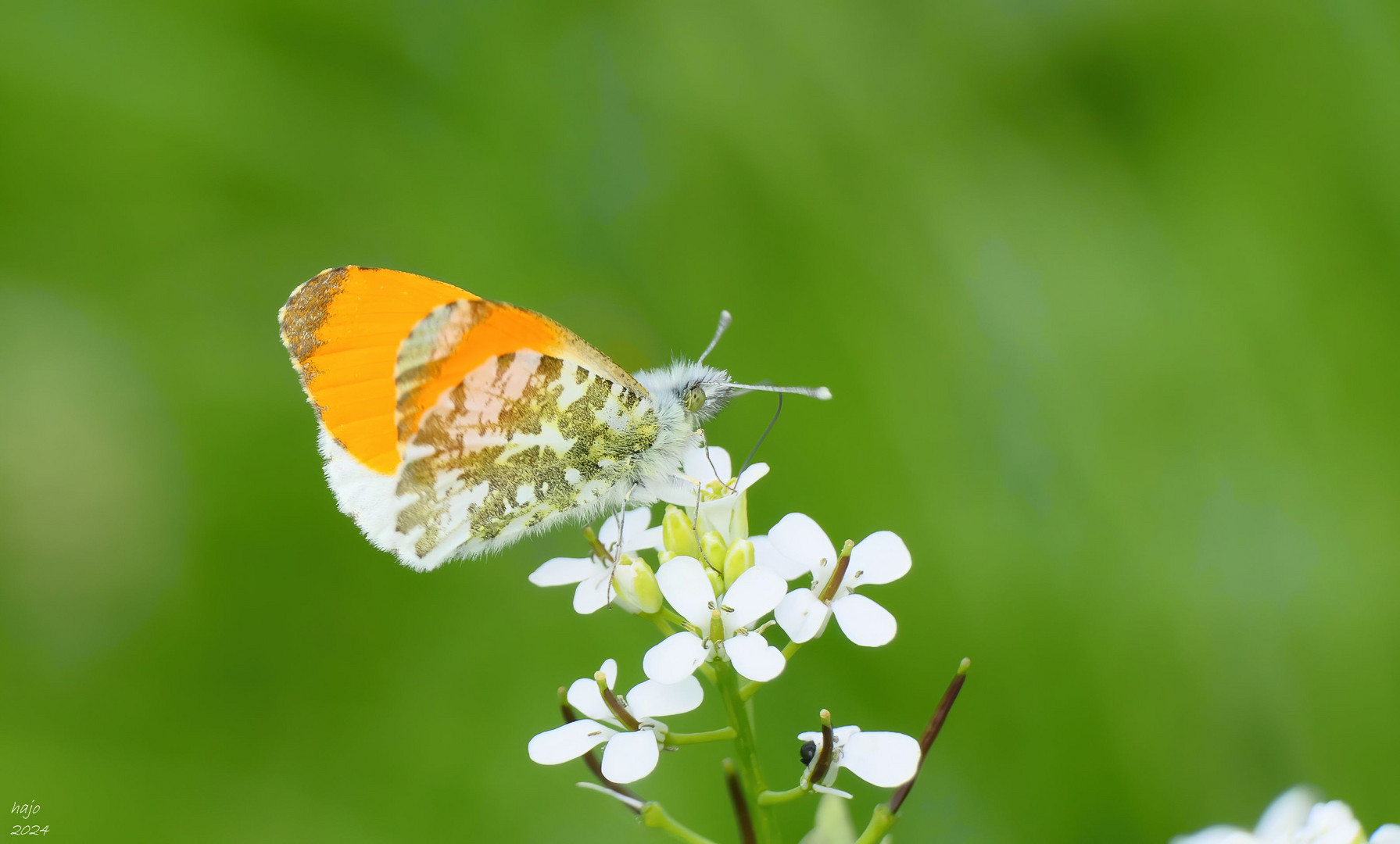 Aurorafalter (Anthocharis cardamines)