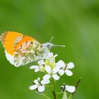 Aurorafalter (Anthocharis cardamines)