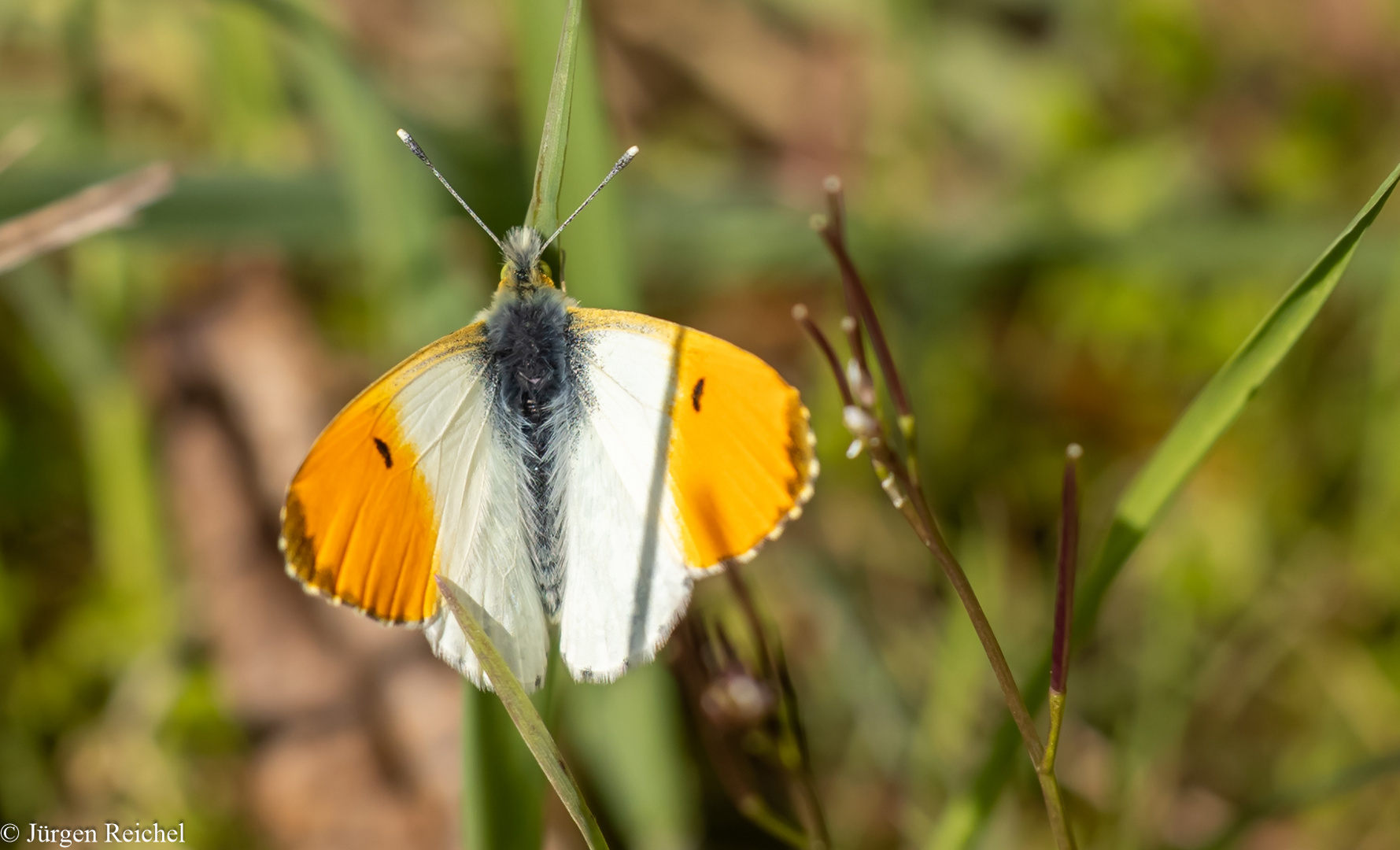 Aurorafalter (Anthocharis cardamines ) 