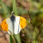 Aurorafalter (Anthocharis cardamines ) 