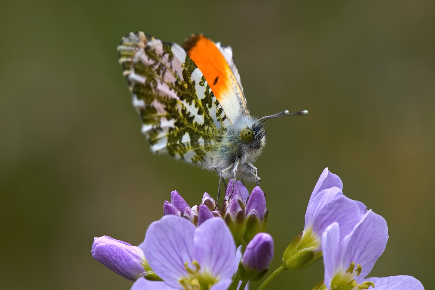 Aurorafalter (Anthocharis cardamines)