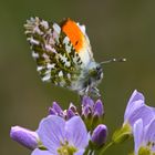 Aurorafalter (Anthocharis cardamines)