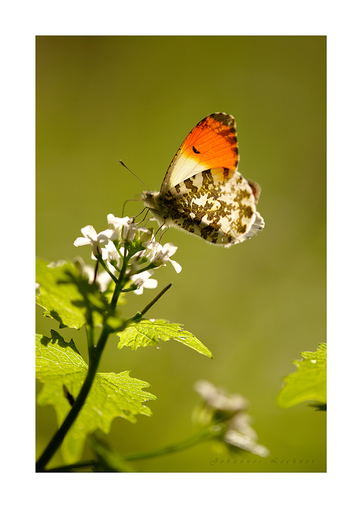 Aurorafalter (Anthocharis cardamines)