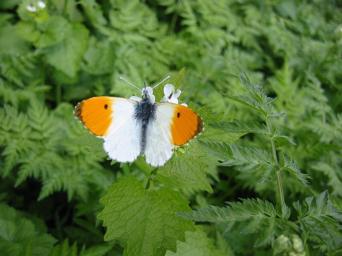 Aurorafalter Anthocharis Cardamines