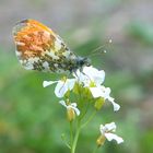 ,, Aurorafalter ( Anthocharis cardamines )