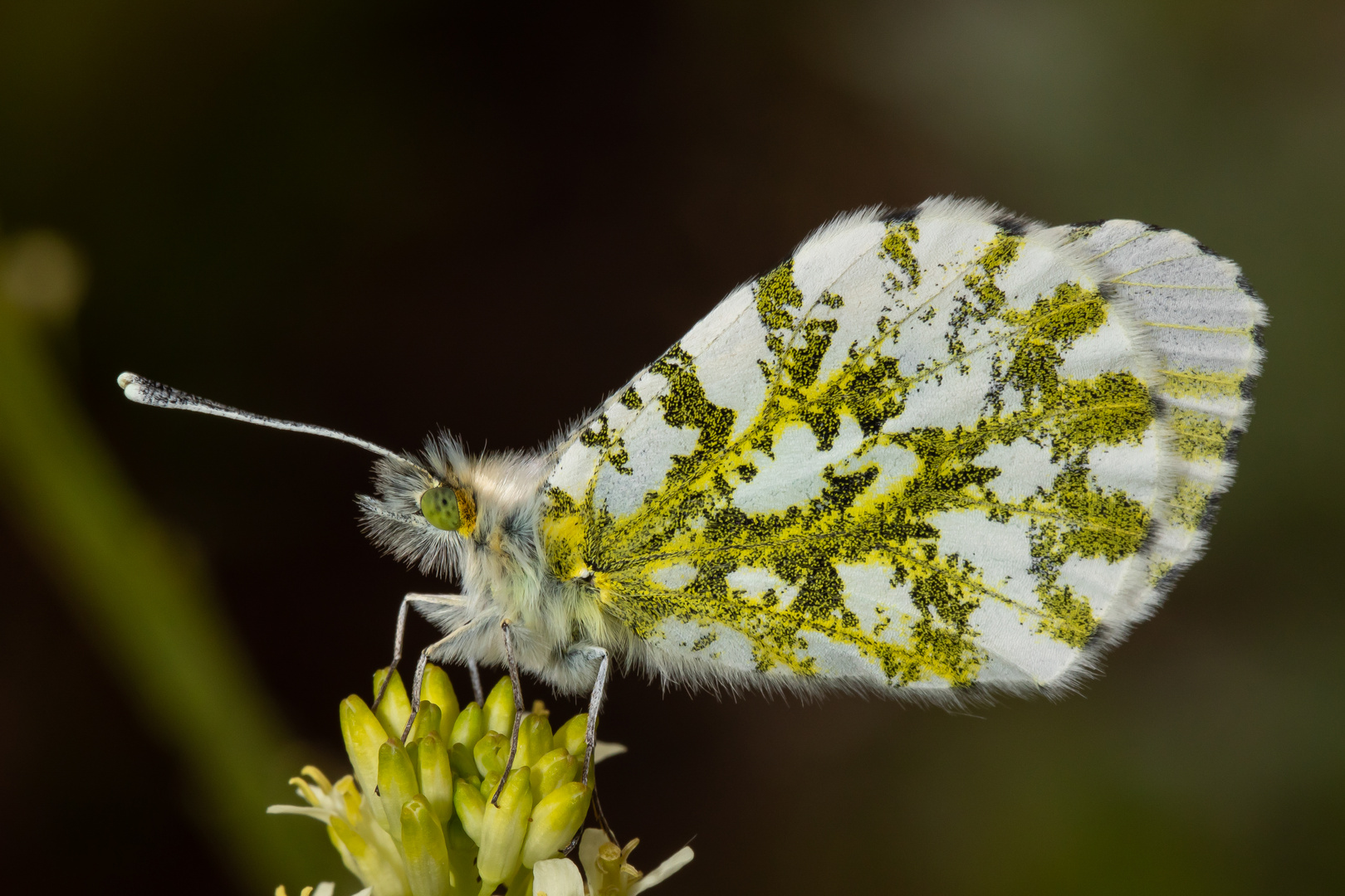 Aurorafalter (Anthocharis cardamines)