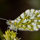 Aurorafalter (Anthocharis cardamines)