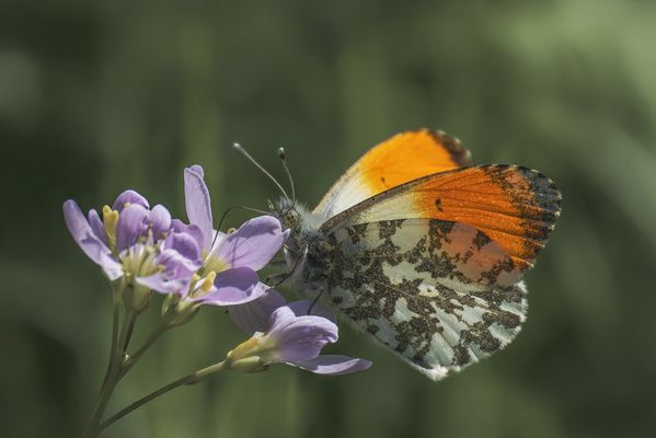  Aurorafalter (Anthocharis cardamines) 