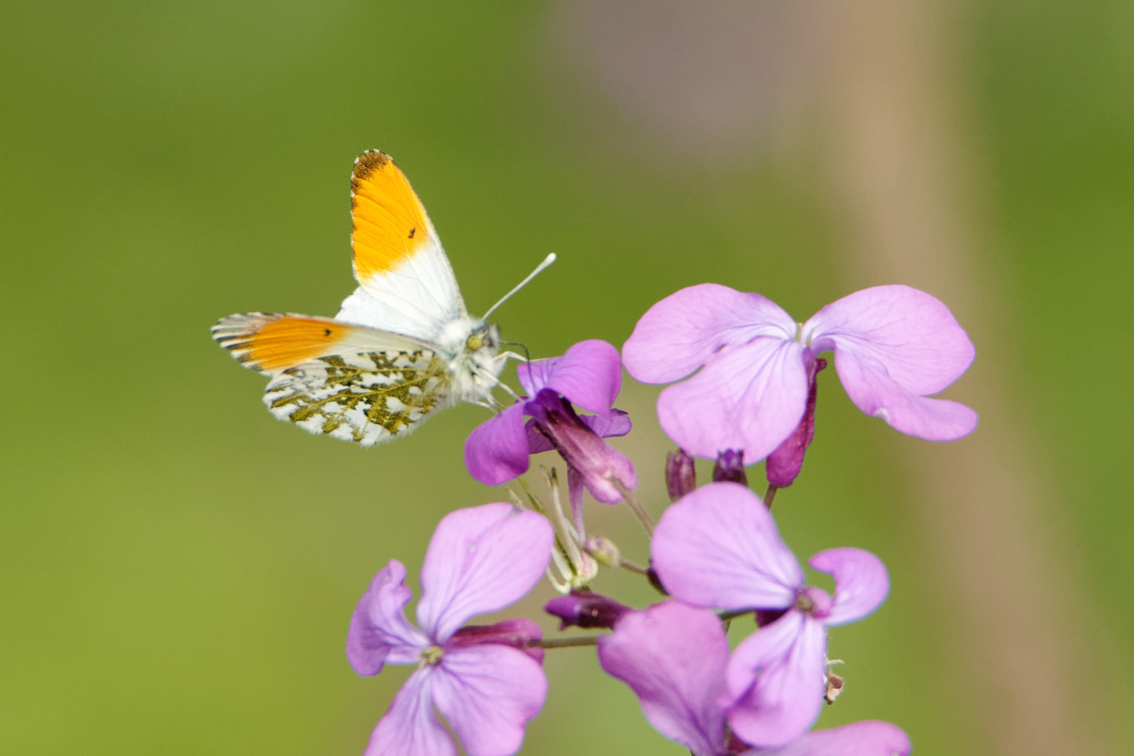 Aurorafalter (Anthocharis cardamines)