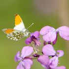 Aurorafalter (Anthocharis cardamines)