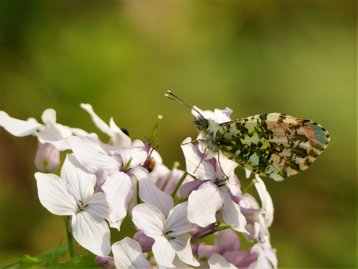 Aurorafalter ( Anthocharis cardamines )