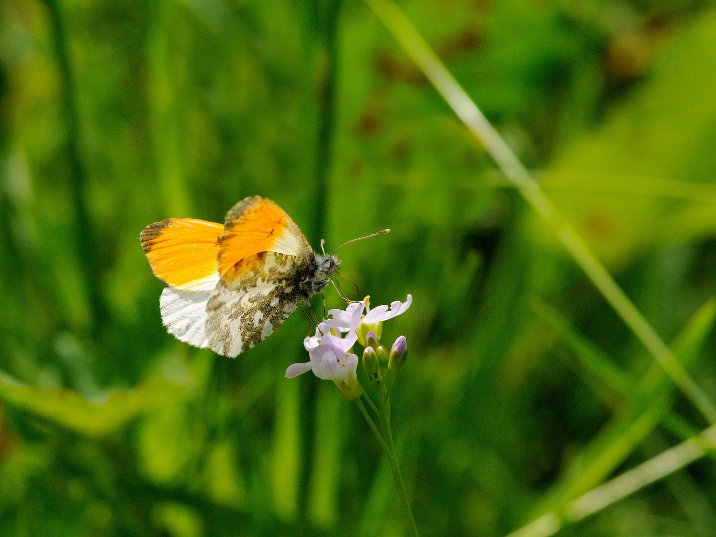  Aurorafalter (Anthocharis cardamines)