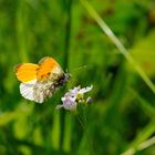  Aurorafalter (Anthocharis cardamines)