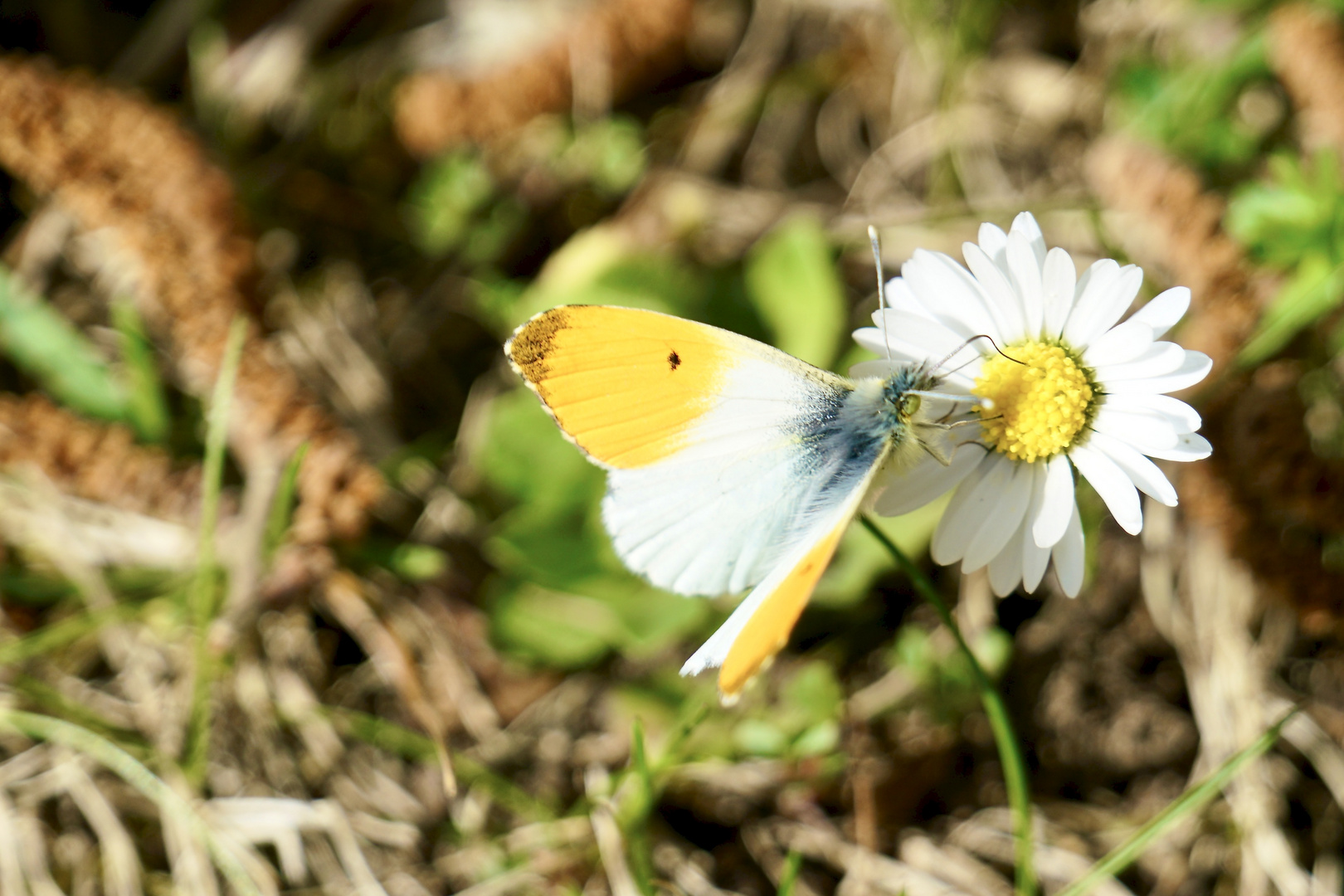 Aurorafalter (Anthocharis cardamines)