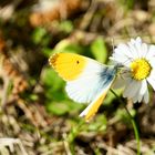 Aurorafalter (Anthocharis cardamines)