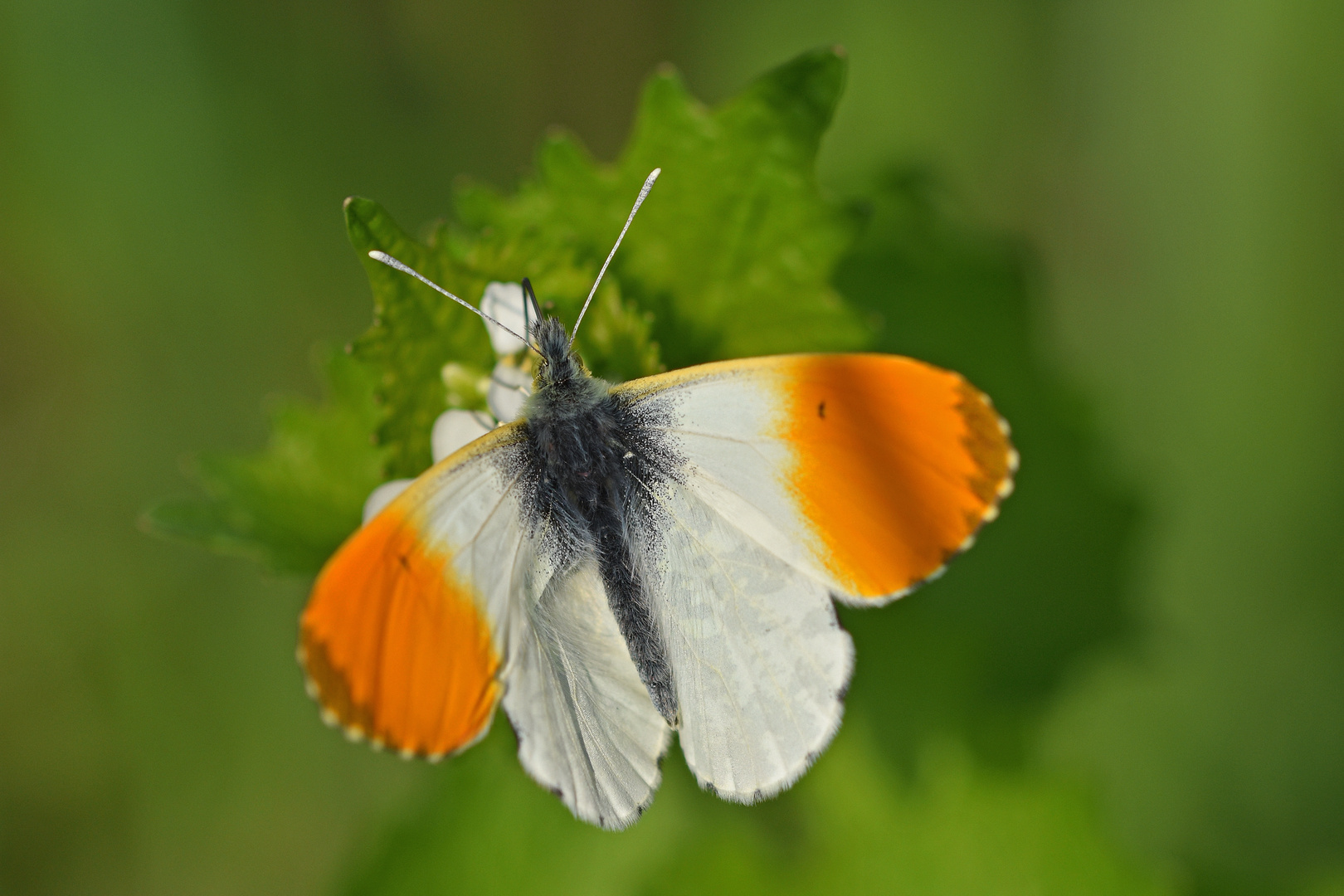 Aurorafalter (Anthocharis cardamines)