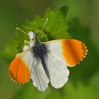 Aurorafalter (Anthocharis cardamines)