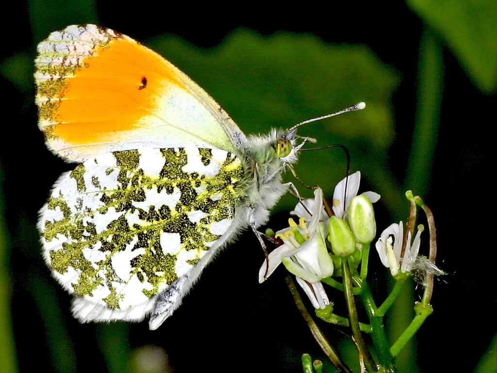 Aurorafalter - Anthocharis cardamines