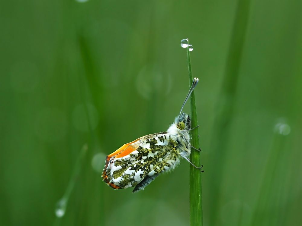 Aurorafalter (Anthocharis cardamines)