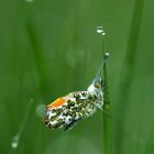 Aurorafalter (Anthocharis cardamines)