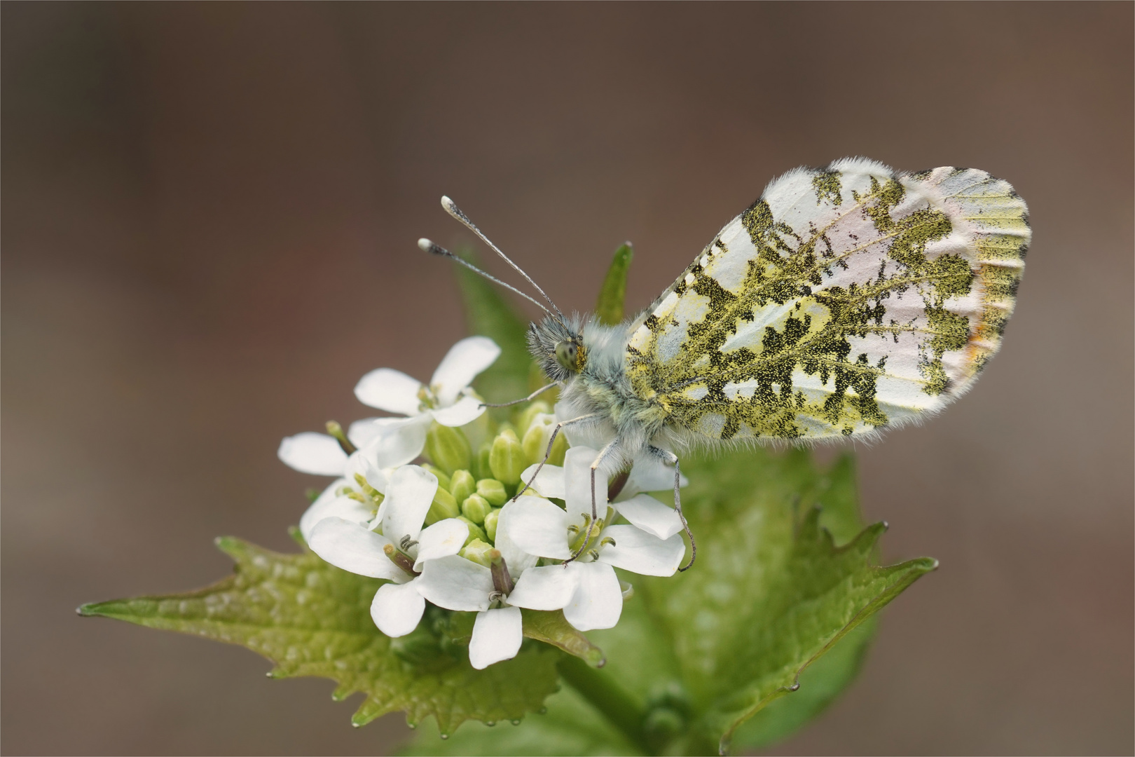 Aurorafalter - Anthocharis cardamines - auf Knoblauchrauke