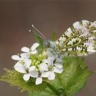 Aurorafalter - Anthocharis cardamines - auf Knoblauchrauke