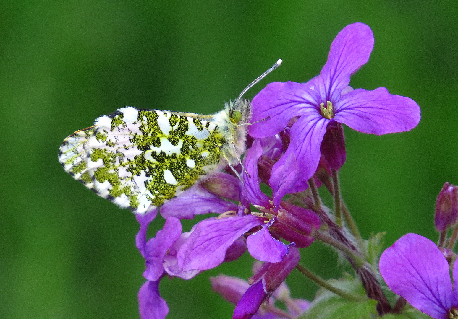 Aurorafalter, Anthocharis cardamines, auf Silberblatt-Blüte