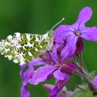 Aurorafalter, Anthocharis cardamines, auf Silberblatt-Blüte