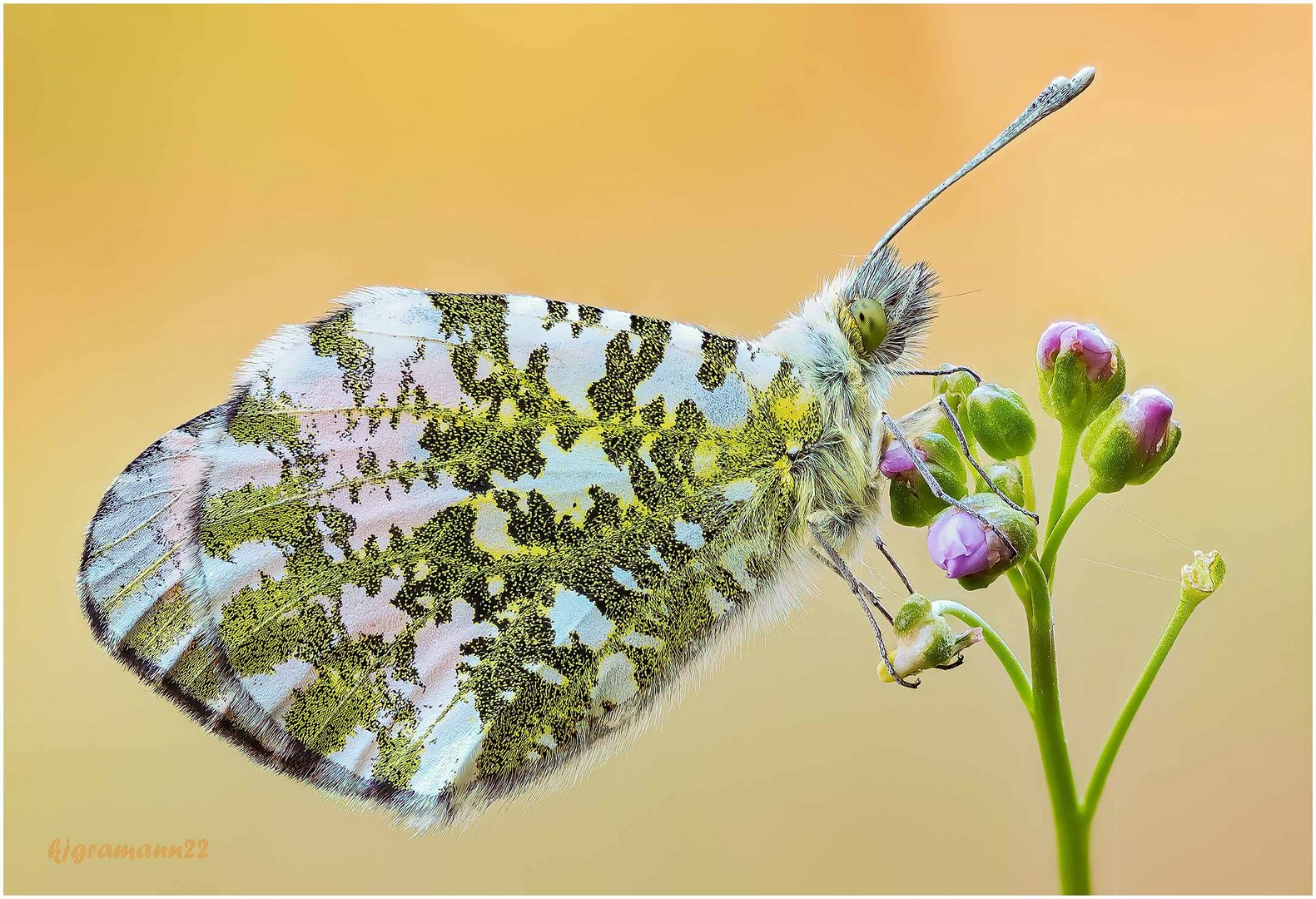 aurorafalter (anthocharis cardamines) ....