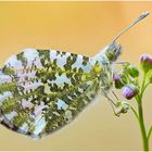 aurorafalter (anthocharis cardamines) ....