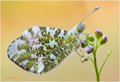 aurorafalter (anthocharis cardamines) ....