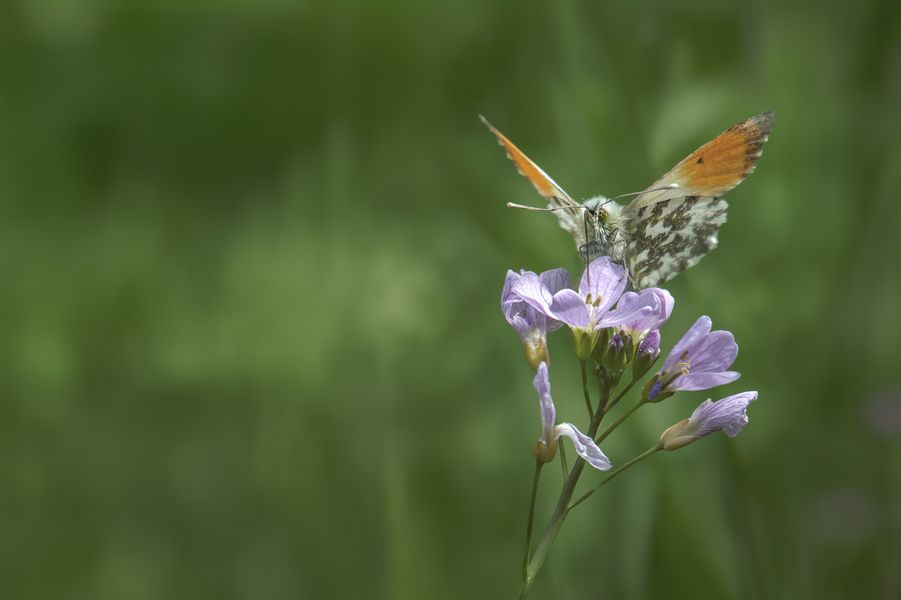   Aurorafalter (Anthocharis cardamines)