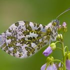 Aurorafalter - Anthocharis cardamines