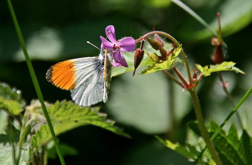 Aurorafalter (Anthocharis cardamines) bei der Nahrungsaufnahme