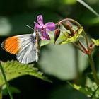 Aurorafalter (Anthocharis cardamines) bei der Nahrungsaufnahme